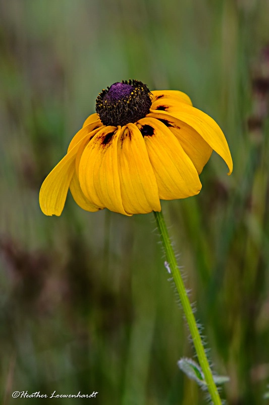 Jeweled Crown