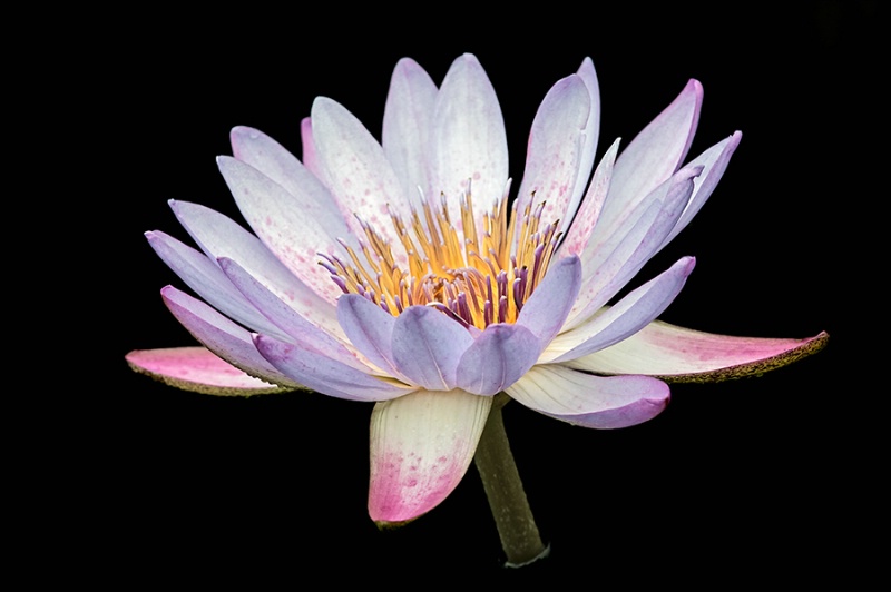 Pastel Water Lily     