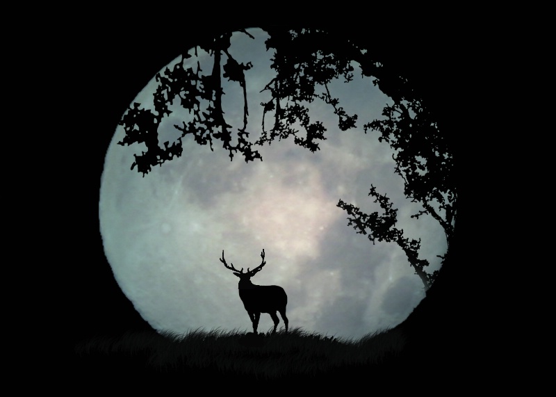 Elk and Moon