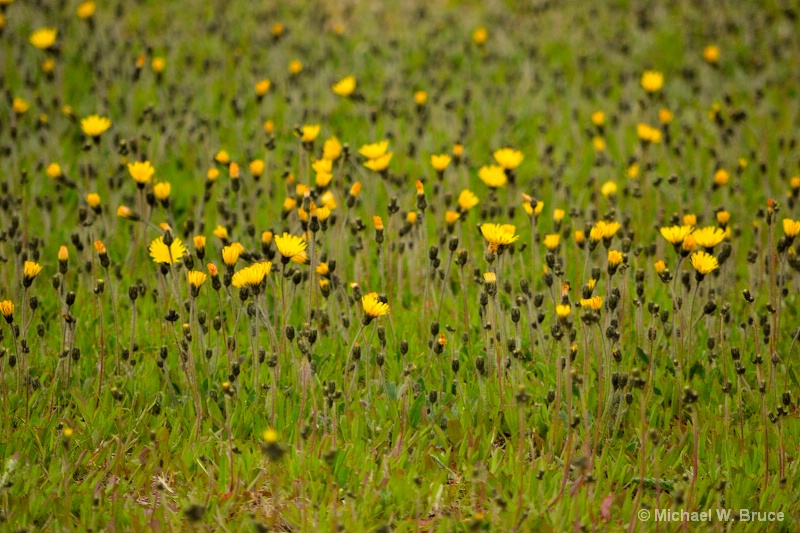 Buttercups