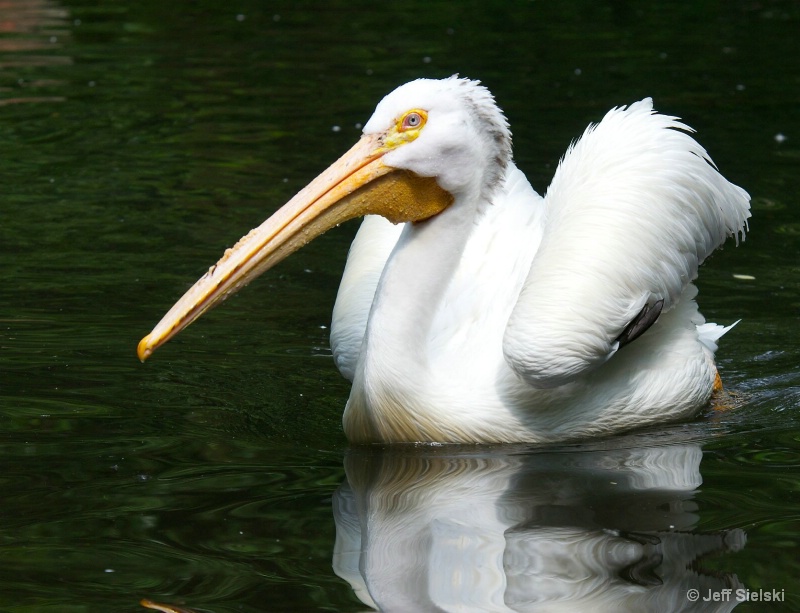 Summer Time Swim!!  White Pelican
