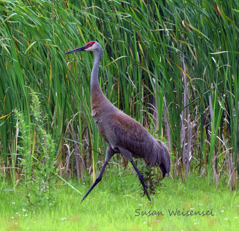 Sand Hill Strut