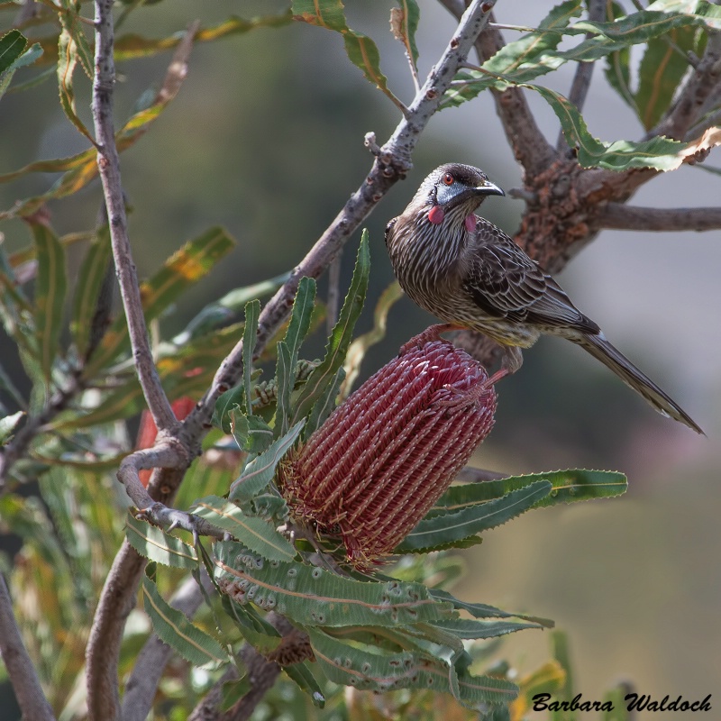 On Banksia