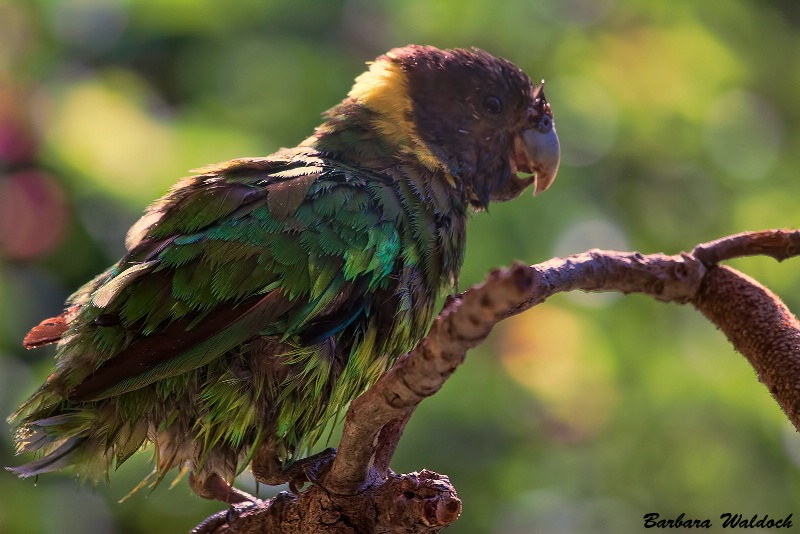 Wet baby parrot