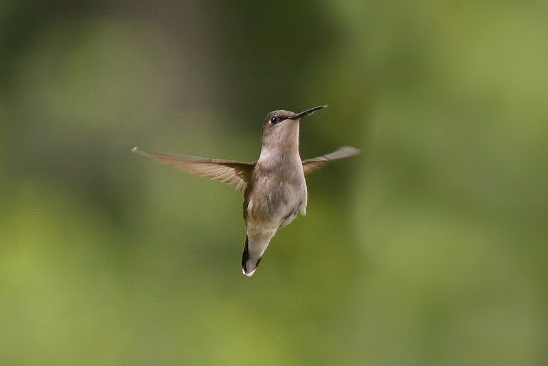 Yet another hummingbird photo