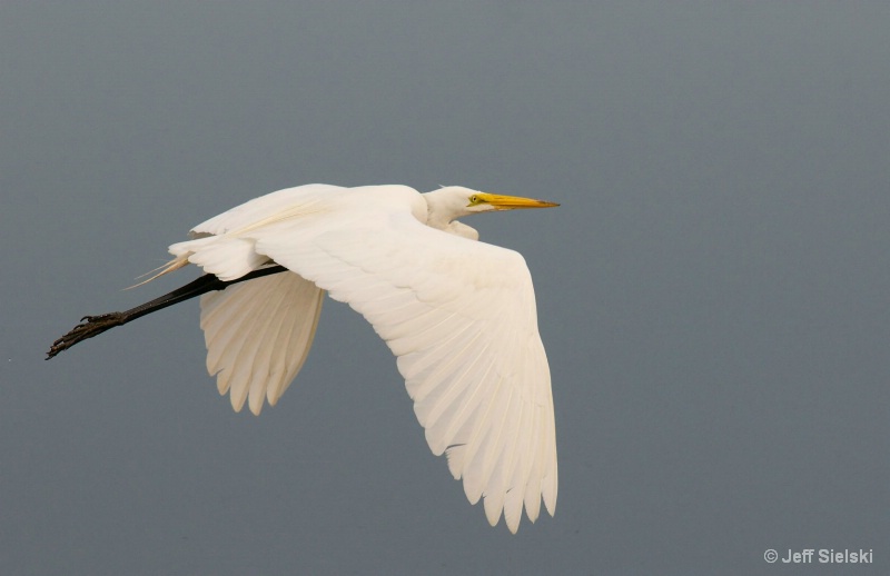 Up & Away!!  Great Egret In Flight 