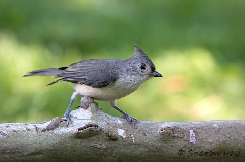 Titmouse