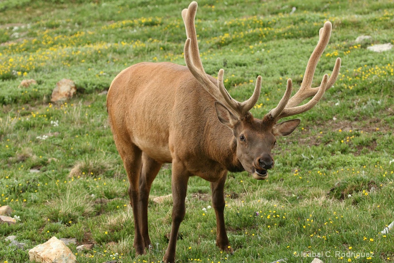 Bull Elk Look
