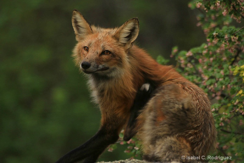 Red Fox Scratch