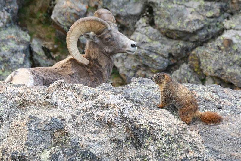 Ram and Marmot Standoff