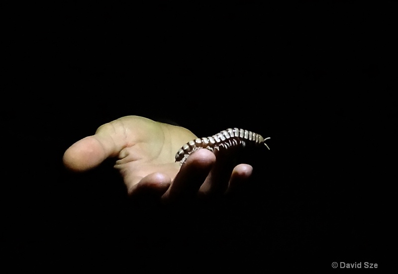Millipede (Costa Rica)