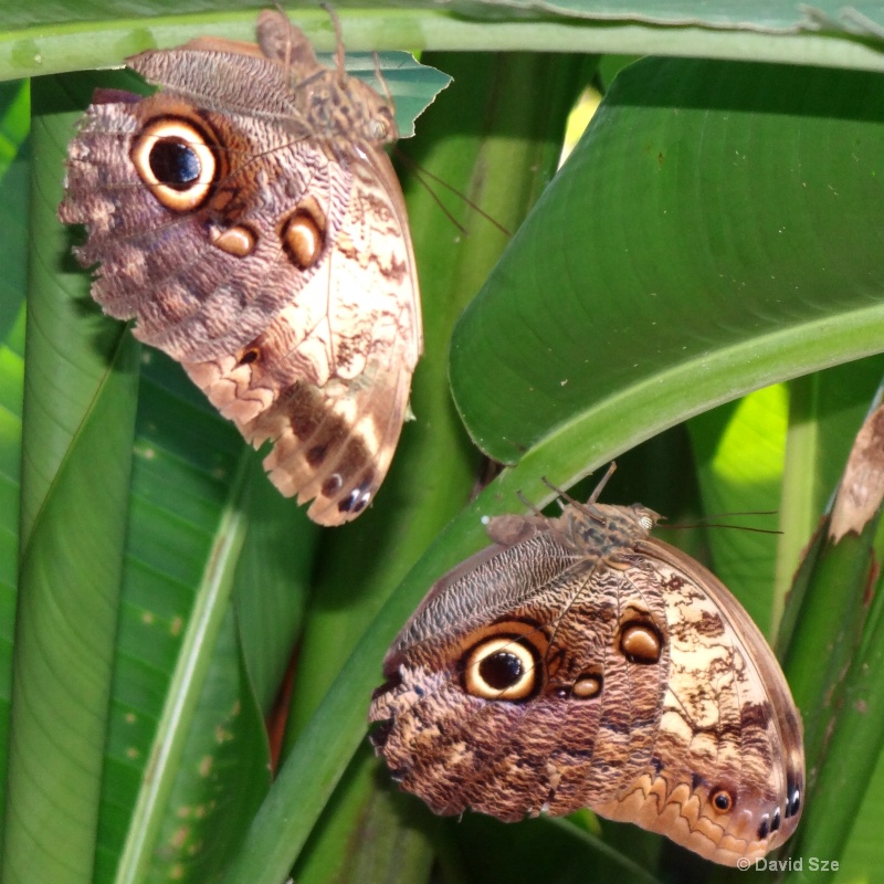 Two butterflies (Costa Rica)