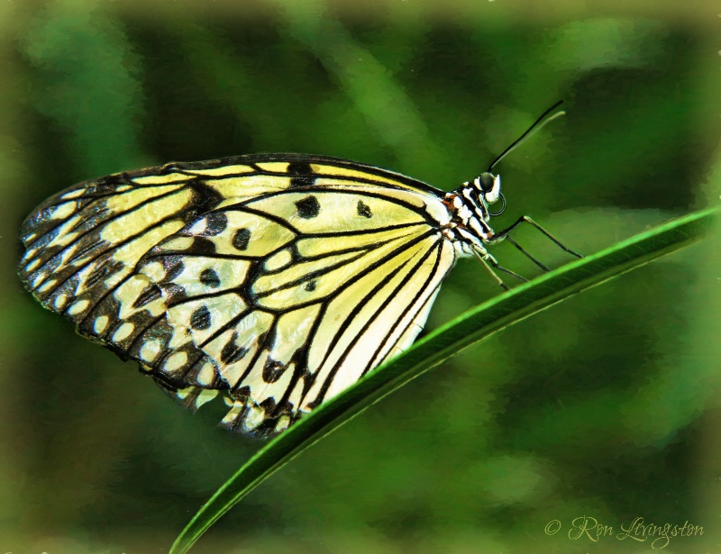 Paper Kite Butterfly