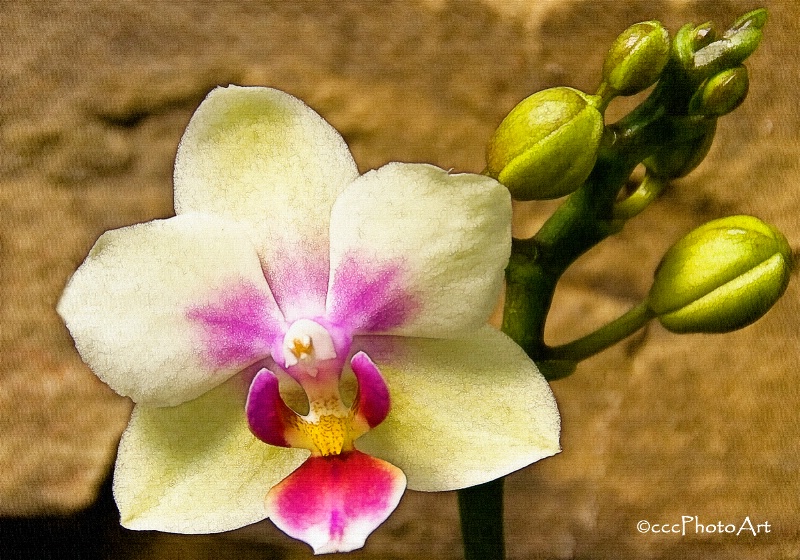 Raspberry Sunshine Orchid