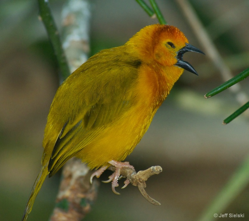 Do You Hear Me!!!  Taveta Golden Weaver 