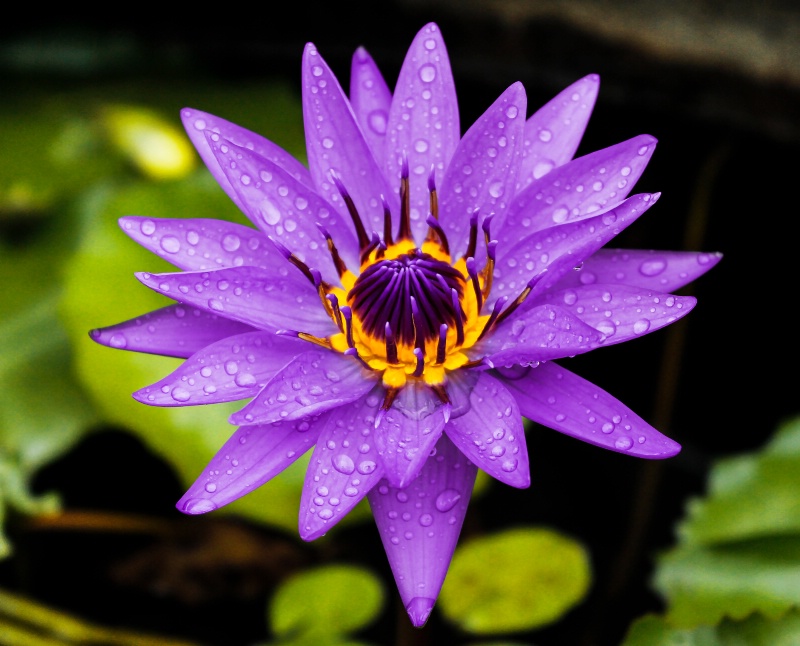 purple Lilly