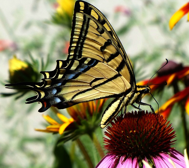 western tiger swallowtail3