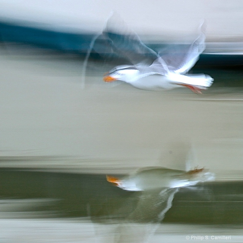 Gull flying over the sea