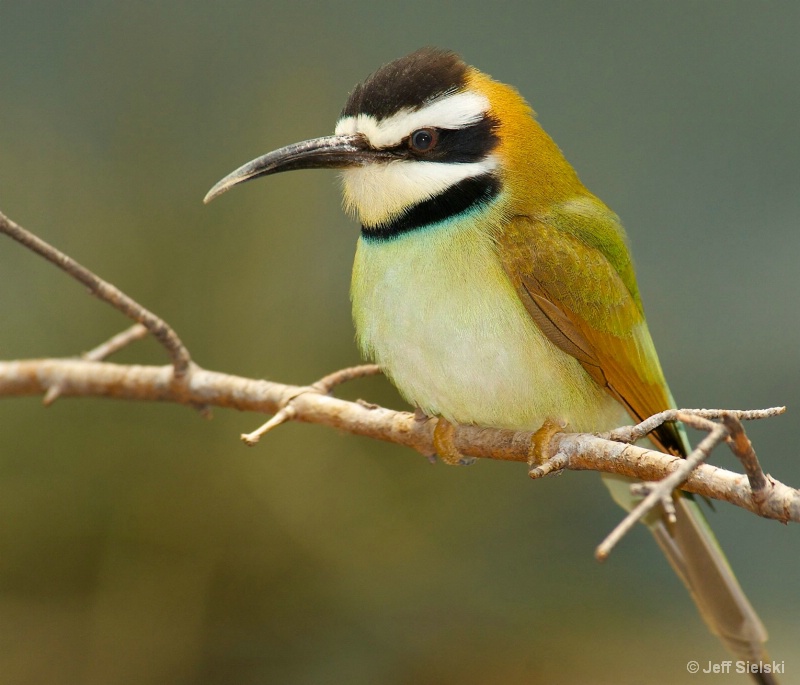 Small But Cute!! White-Throated Bee Eater