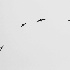 2Seagulls Surround - ID: 14933635 © Ilir Dugolli