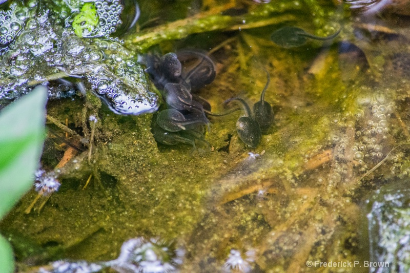 Tadpoles and Bubbles-2438