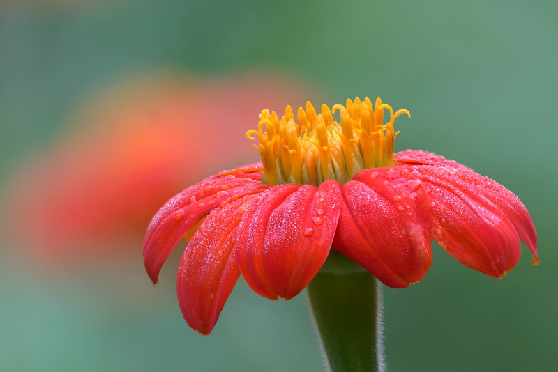 Mexican Sunflower