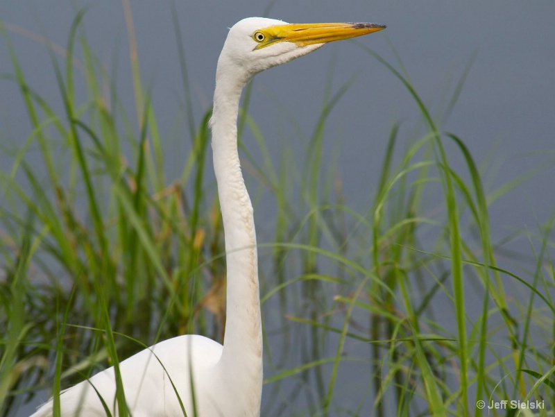 May I Help You???  Great Egret 