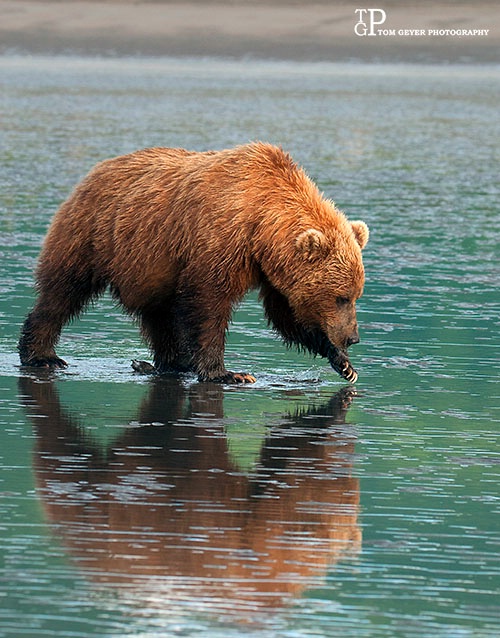 Alaskan Brown Bear