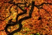 Japanese Maple