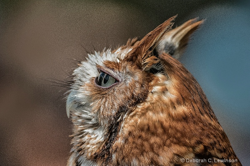 Portrait of an Owl