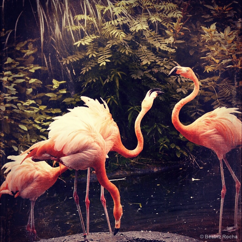 Flamingos Dance
