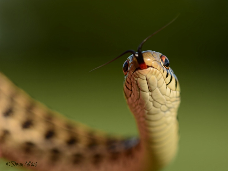 Checkered Garter