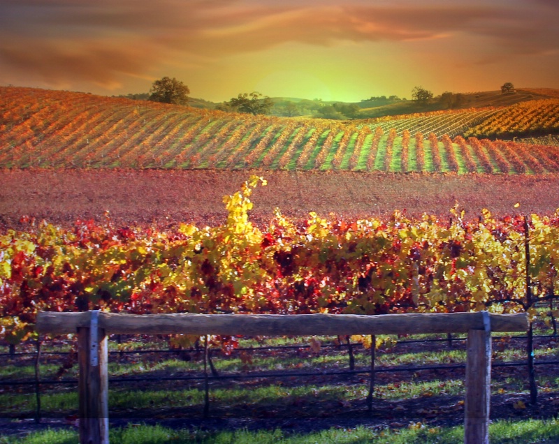 Colorful Vineyard