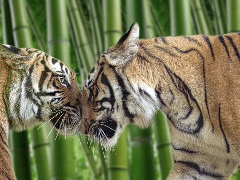 Bamboo Tigresses