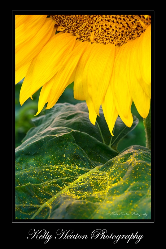 Sunflower Petals and Pollen
