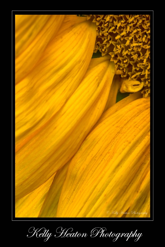 Sunflower Petals II