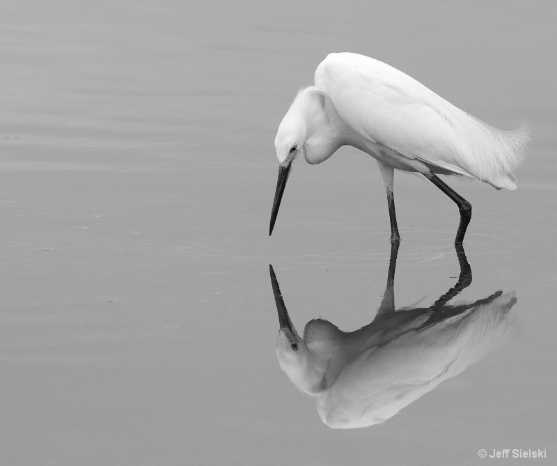 Mirror Mirror On The Lake!!  Great Egret-B&W 