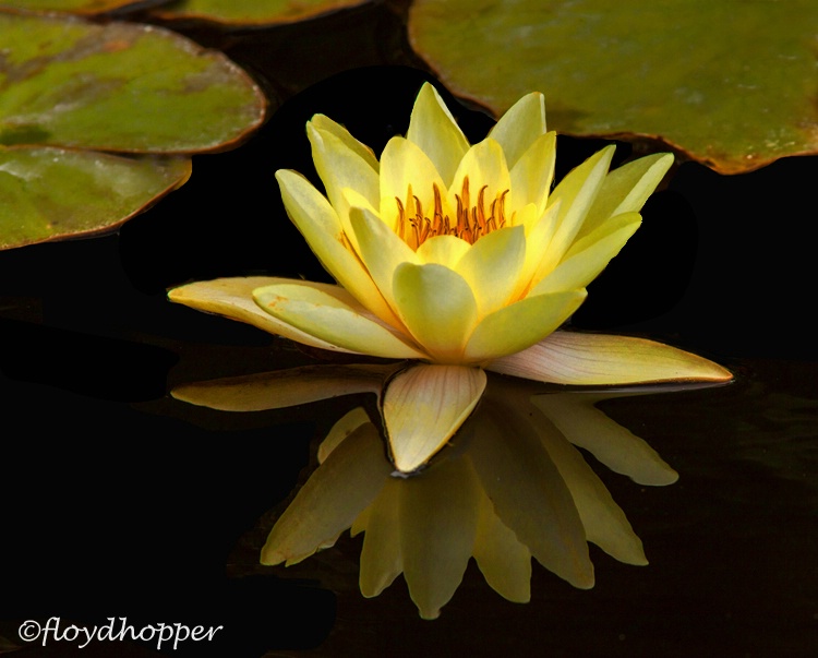 Water Lily and Reflection