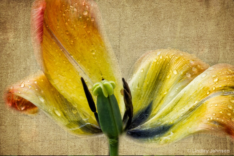 Aging Tulip