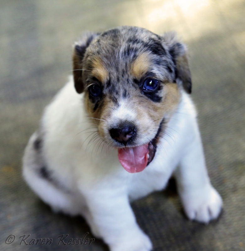 Baby Blue-eyed Beagle (mix)