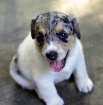 Baby Blue-eyed Be...