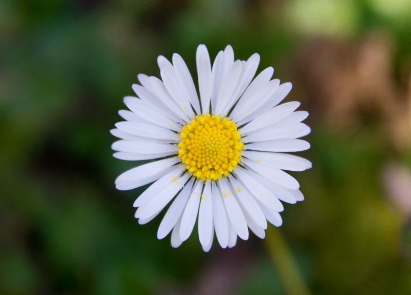 Delicate Daisy