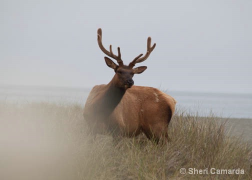 The Fog Is Rolling In - ID: 14935411 © Sheri Camarda