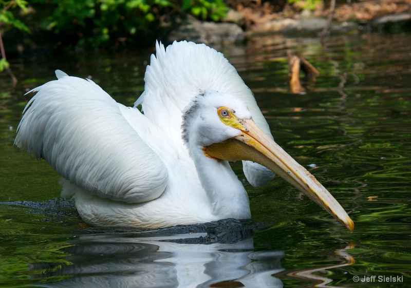Looking Very Regal!!  White Pelican