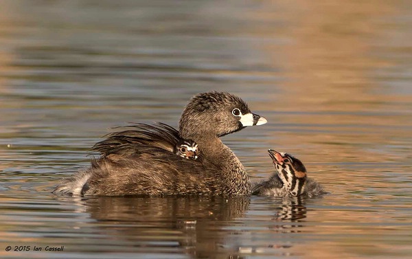 Pied Billed Grebe family