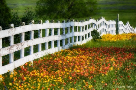 Fences and Flowers