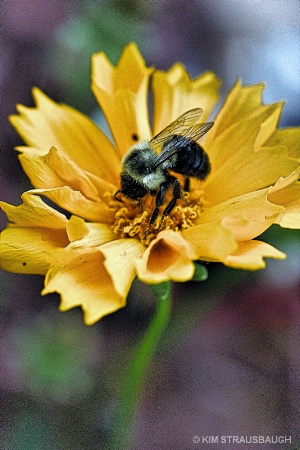 Busy Bumble Bee 
