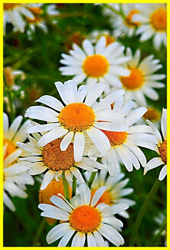 Daisies for YOU!