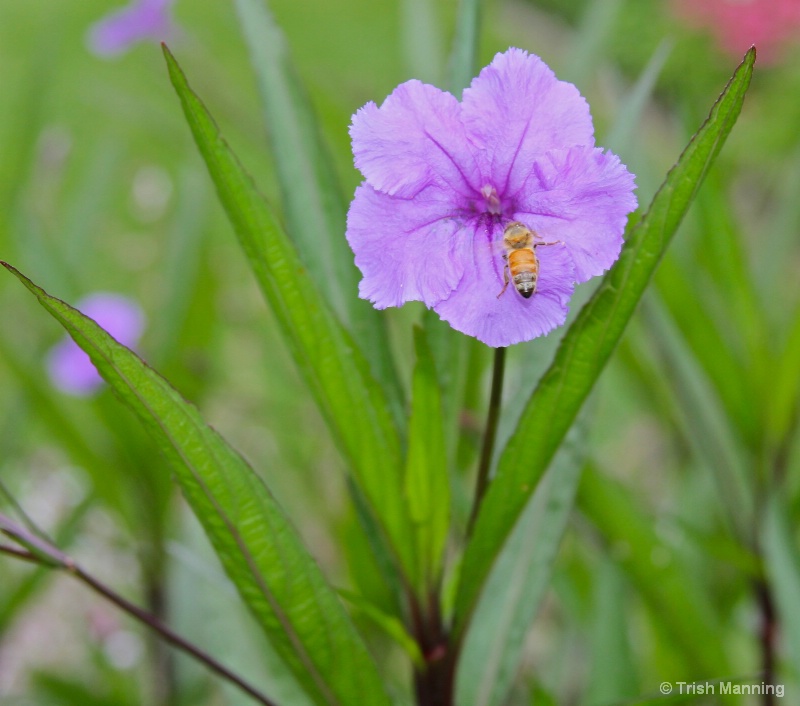 In Search of Sweet Nectar