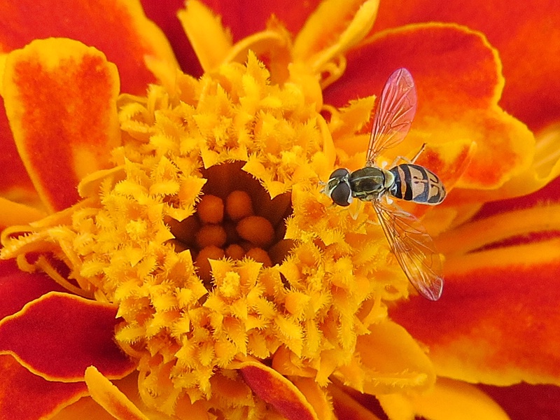 Marigold and Hoverfly
